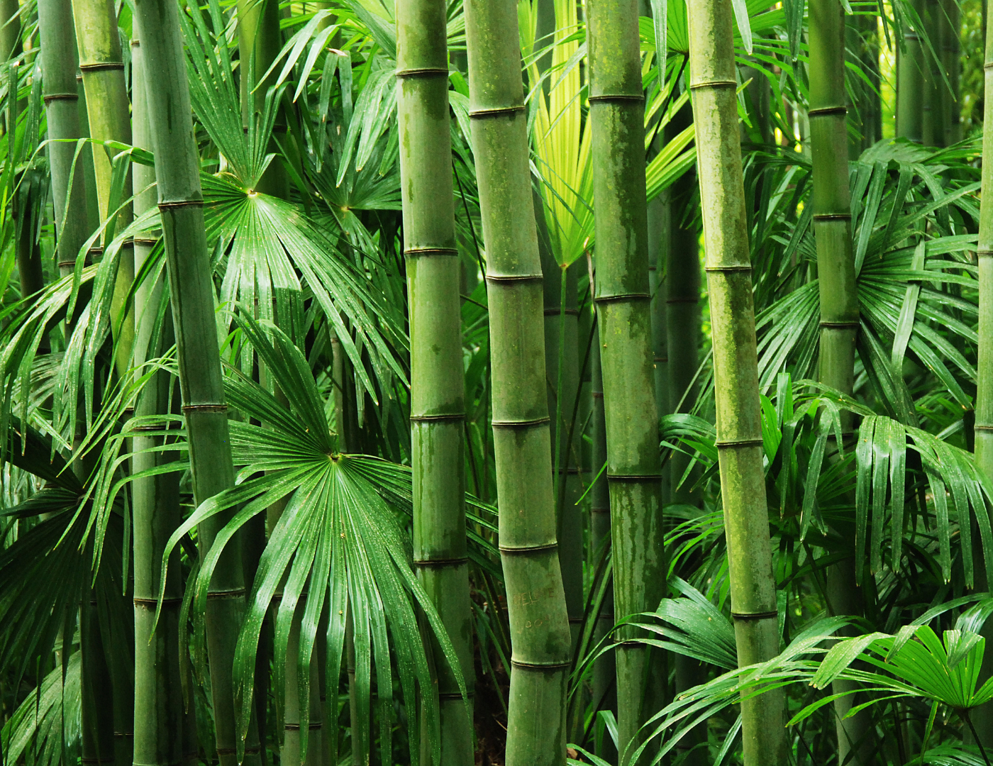 Bambus trnitý